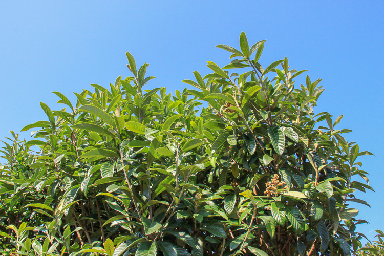 Produced solely from loquat leaves grown under the bright tropical sunlight of Kagoshima Prefecture